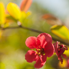 Obraz premium Picture of a blurry blossom
