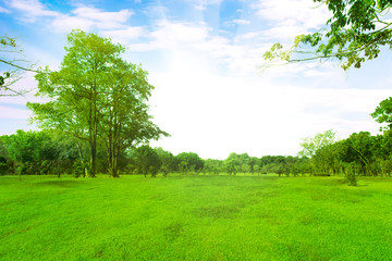 Fototapeta na wymiar Green trees and Beautiful meadow in the park with morning sky.