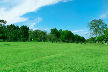 Green trees and Beautiful meadow in the park with morning sky.