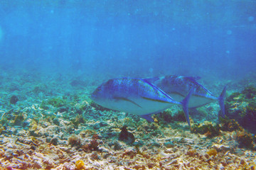 Fototapeta na wymiar Large fishes Bluefin trevally float in shallow reef in search of prey in-shore of Mauritius island