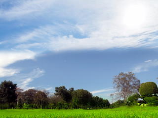 Obraz premium green gardens wide lawn beautiful light in the morning