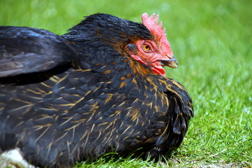 hen is sitting on the ground and sunbathing, nature feeling, chicken very relaxed