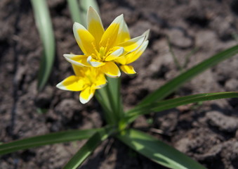 Yellow botanical (wild) tulip during the blossoming period