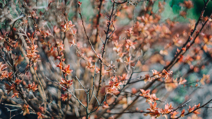 Spirea japonica in early spring. First spring flowers. Textured background. Springtime in country...