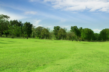 Green lawn wide courtyard view Tree  sky bright natural light