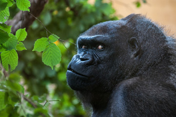 Fototapeta premium Gorilla look