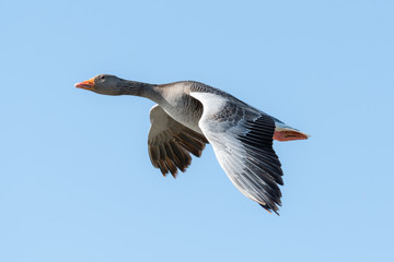 A Single Greylag Goose Flying in the Sky
