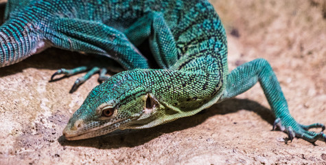 Jaszczurka, jaszczurki, gad, gady