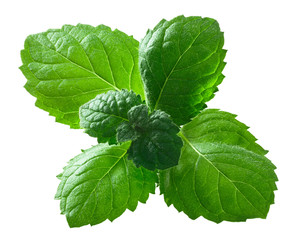 Peppermint mint m. piperita leaves, paths