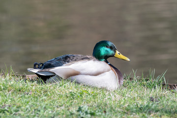 Male Mallard Duck Resting in Grass near the River