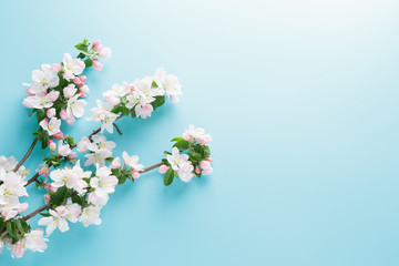 Blooming spring sakura on a blue background with space for a greeting message. The concept of spring and mother's day. Beautiful delicate pink cherry flowers in springtime