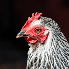 Close Up of a Chickens Head