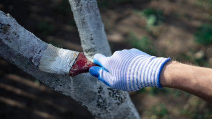 Paint the bark fruit tree with paint brush. Whitewashing of tree in spring. protection of fruit tree in garden. whitening trunk. springtime work in a garden. spring cleaning. 