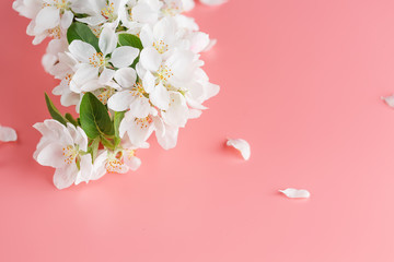 Sakura blooming, spring flowers on a pink background with space for a greeting message. The concept of spring and mother's day. Beautiful delicate pink cherry flowers in springtime