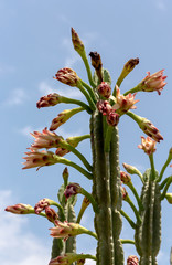 The cactus (Cereus) close-up.