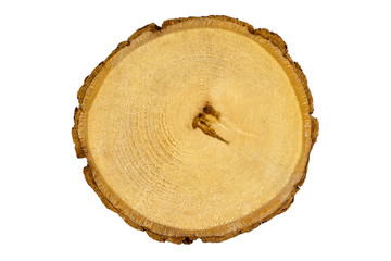 Wooden stump, round cut down tree texture birch, white background isolated
