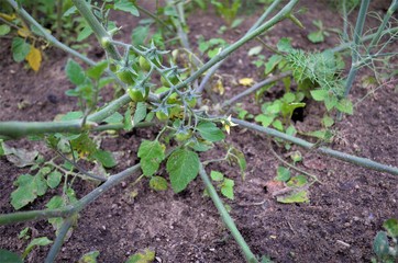 inflorescence and ovary of the tomato in the garden.