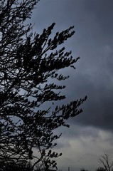 branch in cloudy weather