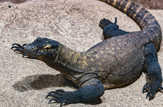 Jaszczurka, jaszczurki, gad, gady