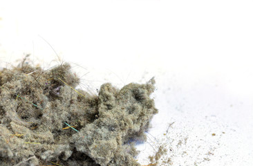 Dust and hair scraps inside the house