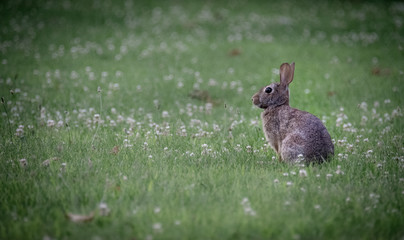 Rabbit in the Grass