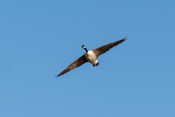 A Canada Goose Flying in the Sky