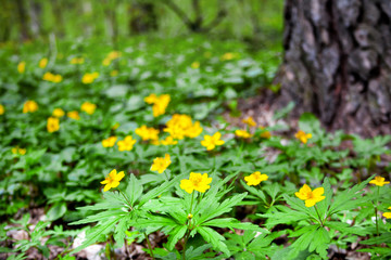 Anemone ranunculoides (yellow anemone, yellow wood anemone or buttercup anemone) growing in spring forest