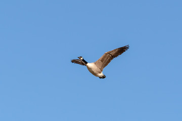 A Canada Goose Flying in the Sky