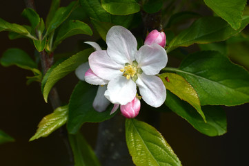 Close-up of Beautiful Apple Blossom, Nature, Macro