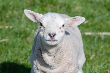 New Born Lamb Grazing on Grass