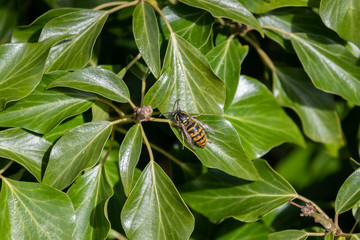 A Hornet Walking on Green Leaves