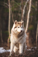 Beautiful and free Siberian Husky dog standing in the forest at sunset in spring
