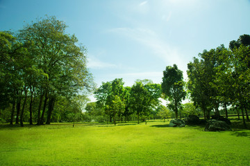 Green trees and Beautiful meadow in the park with morning sky.