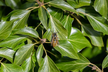 A Hornet Walking on Green Leaves