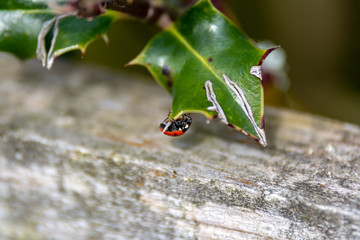 Upside Down Ladybird on a Holly Leaf