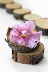 Wooden stump, violet flower