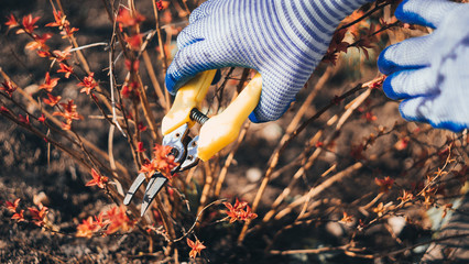 Gardener cuts dry branches of tree with pruning shears. Pruning bushes. Cutting Branches at spring. Close up hand of person taking care of Spirea japonica. Gardening on farm in autumn or spring