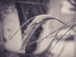 High grass covered with snow 