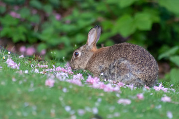 Naklejka na ściany i meble Wildes Kaninchen frisst zum Frühstück Blütenblätter in einem Park
