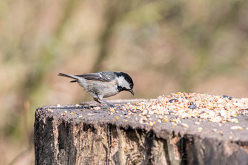 Fototapeta premium A Coal Tit Feeding on Seeds from a Tree Stump
