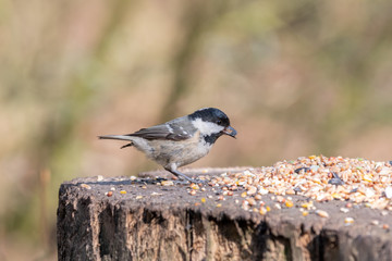 A Coal Tit Feeding on Seeds from a Tree Stump