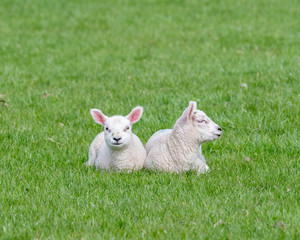 Naklejka na ściany i meble New Born Lamb Grazing on Grass