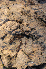 cracked petrified clay covered with moss as a background