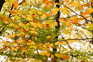 Autumnal beech tree colorful foliage