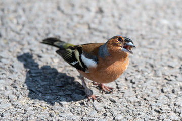 Chaffinch with Scaly Foot Feeding on a Seed