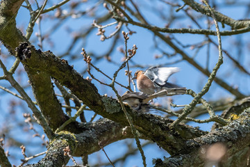 A Pair of Chaffinches Mating in a Tree