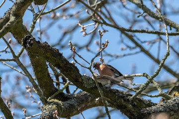 A Pair of Chaffinches Mating in a Tree