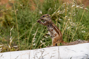Streifenhörnchen