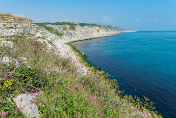 A cliff-top scene with pink flowers, white rocks, and blue sea. Taken on Portland, in Dorset, United Kingdom.