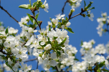 Young cherry blossoms in the spring garden against the blue sky